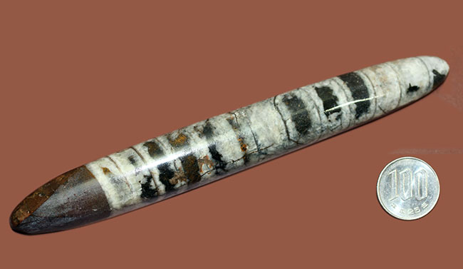 まさにオルソセラス！といった印象の標本。全面ポリッシュされた、直角