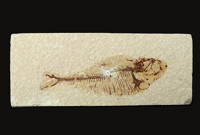ビッグ！米国ワイオミング州の公式の化石、古代魚ナイティア（Knightia