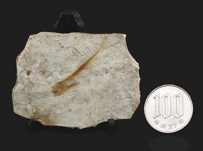 恐竜時代の絶滅古代魚、中国遼寧省産のリコプテラ（Lycoptera）の化石