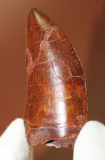 ロングカーブ計測7．6cm！いかにも典型的なカルカロドントサウルス