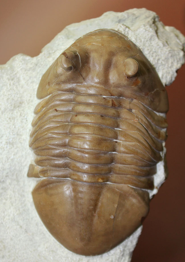 三葉虫化石アサフス触覚❣️