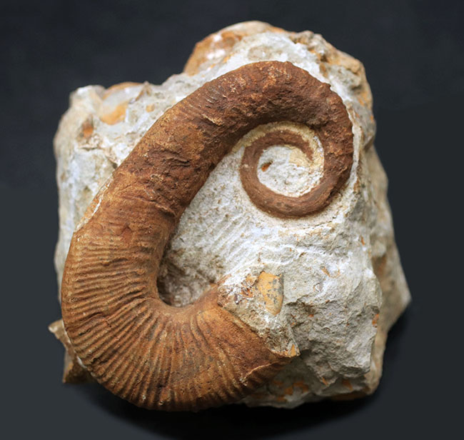 殻のほどけっぷりにご注目！モロッコ産の異常巻きアンモナイト