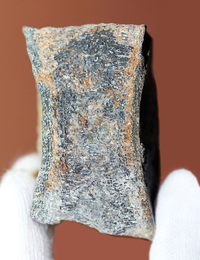 プレシオサウルス脊椎化石(恐竜化石)