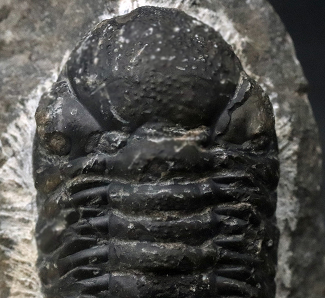 最も代表的な三葉虫の一つ、ファコプス（Phacops）の化石 三葉虫 販売