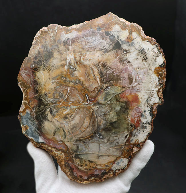 19センチ級、カラフルで発色良好！およそ2億5千万年前の樹木の幹が