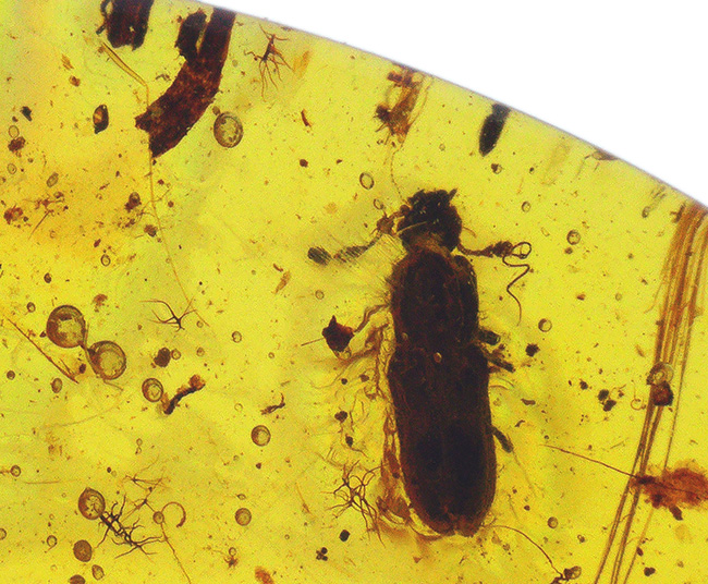 レア極上品TA0026虫入り琥珀化石 ミャンマーカムティかタナイ9900万年