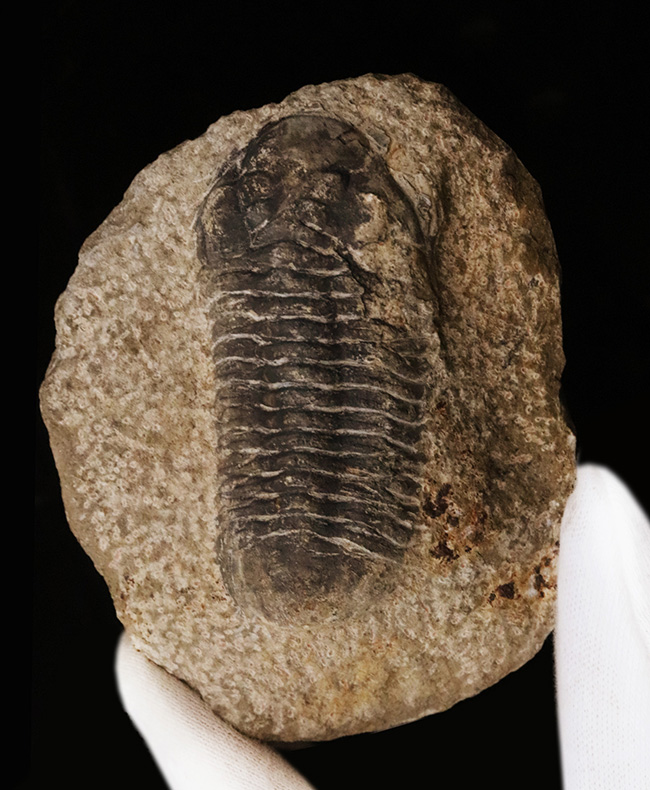 モロッコ産デボン紀の三葉虫、リードプスの化石 三葉虫 販売