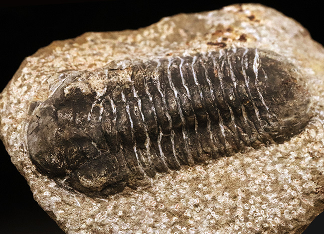 モロッコ産デボン紀の三葉虫、リードプスの化石 三葉虫 販売