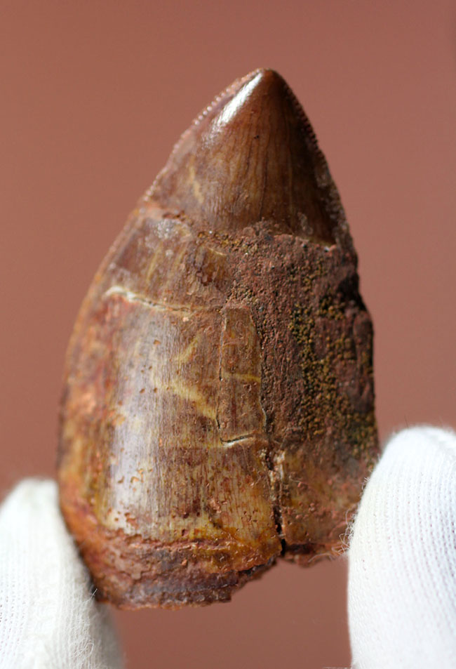 いかにも典型！数字以上の迫力を備えた、アフリカのティラノサウルス