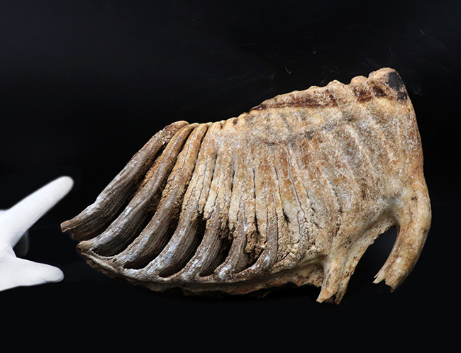 保存状態極めて良好！26センチ超え、2．7キログラムオーバーの巨大