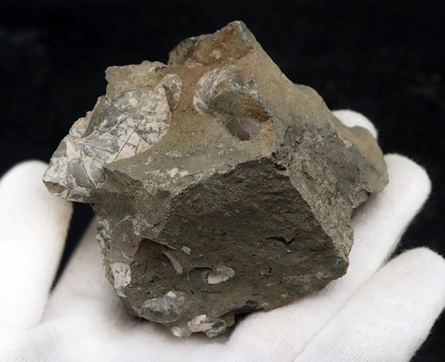 多数の化石が見られます！北海道幌加内産のアンモナイト