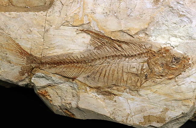 レア、半世紀（50年）以上前のオールドコレクション標本！長崎県壱岐