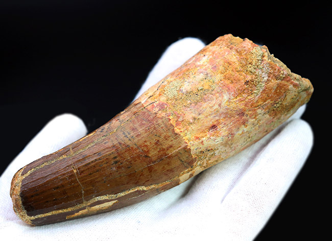 驚きの太さ！長さと太さがほぼ同じ！12センチの巨大歯。全時代