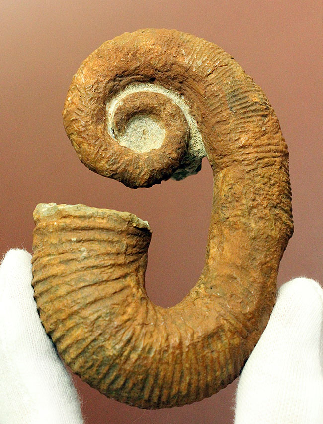 希少 異常巻き アンモナイト 化石 本物 フランス産 250mm fr34