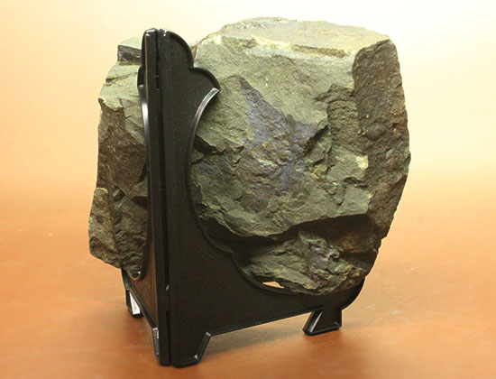 古生代カンブリア紀のチェコ産三葉虫、エリプソセファルス