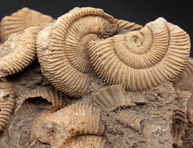 アンモナイトの化石 Dactyllioceras sp. 390g ドイツ ホルツマーデン産