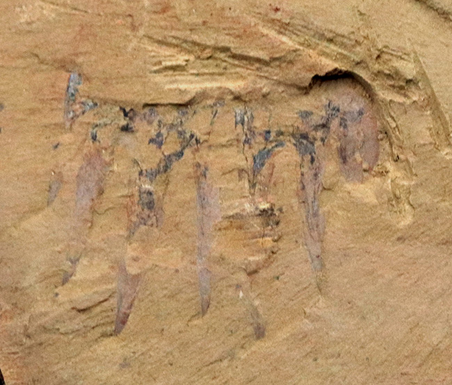 巨大なアノマロカリスの化石 美麗 関山動物群 本物保証 巨大な