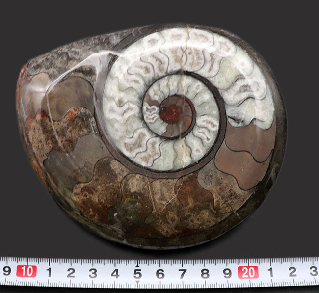 色良し、状態良し、サイズ良し、三拍子揃ったコレクショングレードの