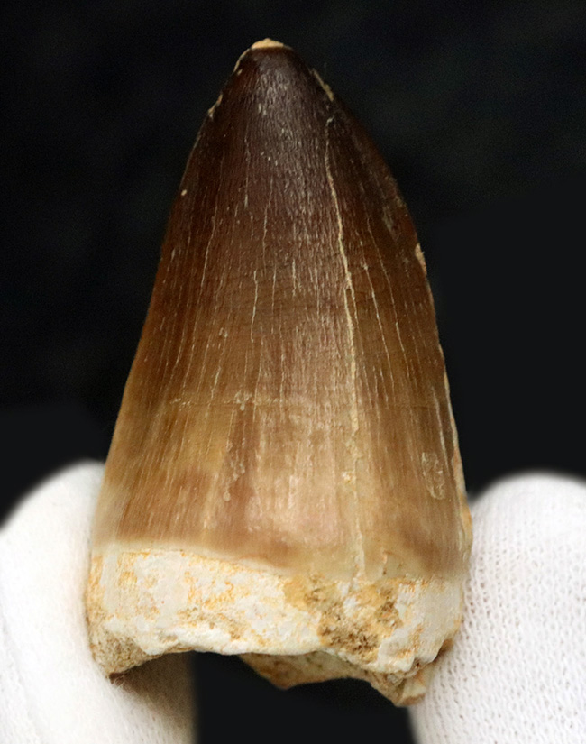 白亜紀末期の海に現れた、最大級の捕食者、モササウルス（Mosasaurus