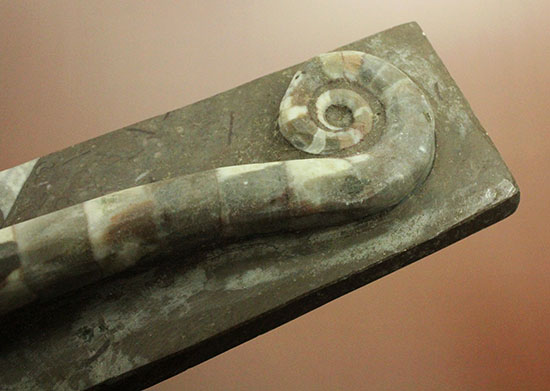 謎の化石(リツイテスと思われる) 謎の化石(リツイテスと思われる) Asa on X