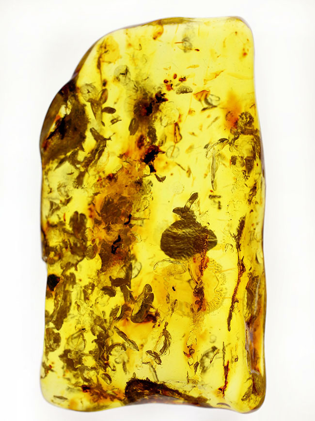 透明度が高く新鮮な黄色を呈するバルト海産フラワーアンバー 化石 販売