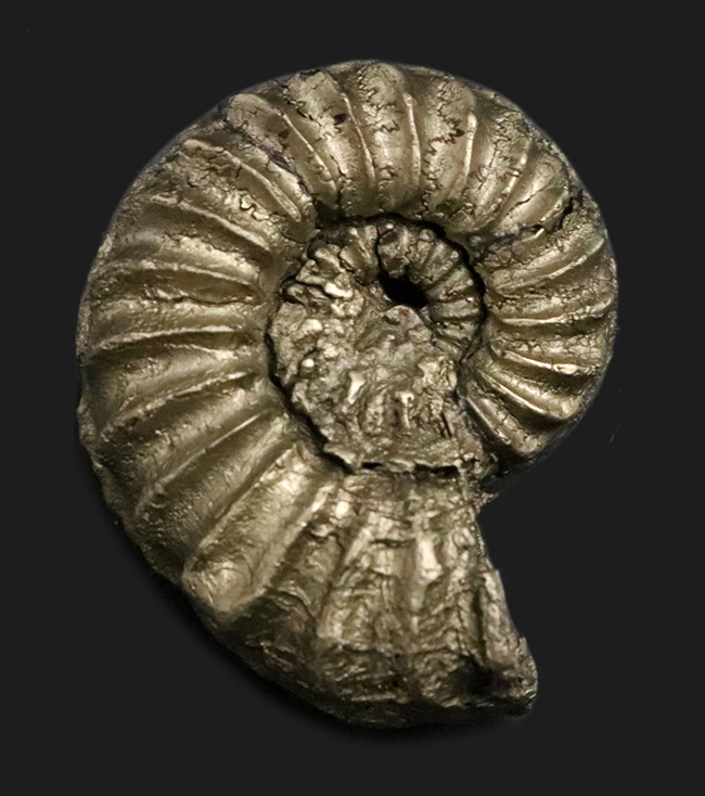 希少！ドイツのジュラ紀の地層から発見された黄鉄鉱化アンモナイト