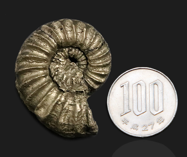 希少！ドイツのジュラ紀の地層から発見された黄鉄鉱化アンモナイト