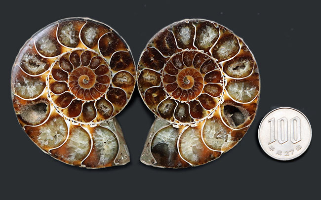 極美品 超大 マダガスカルのアンモナイト化石 本物保証 おまけ付き