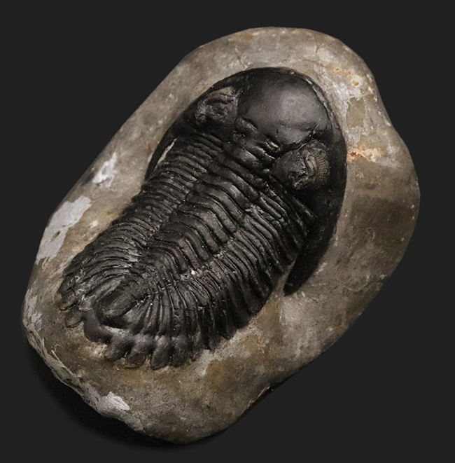 ビューティフル！複眼の保存状態良好！古生代デボン紀の三葉虫