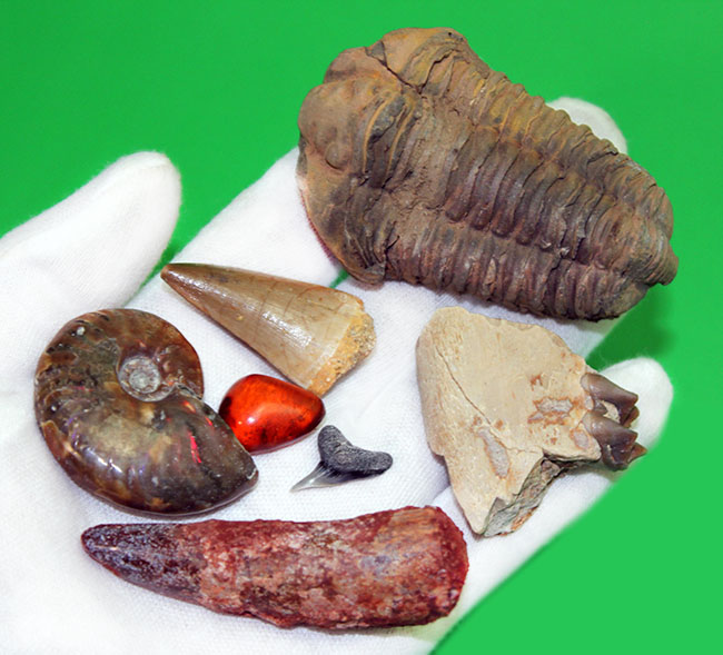 お子様用プレゼントに迷ったらコレ！化石メインの7点セット