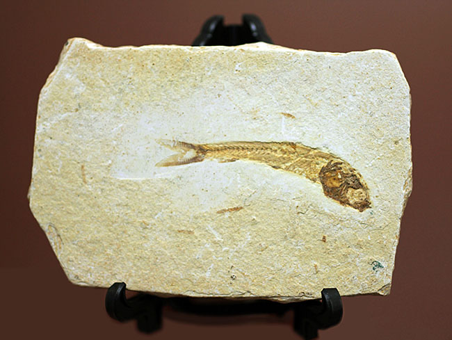 化石 魚の化石 古代 白亜紀 恐竜 Z8573 - 粘土層に保存された化石が