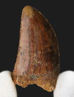 ナイフのごとく切れ味抜群だったであろう、北アフリカの白亜紀の王者