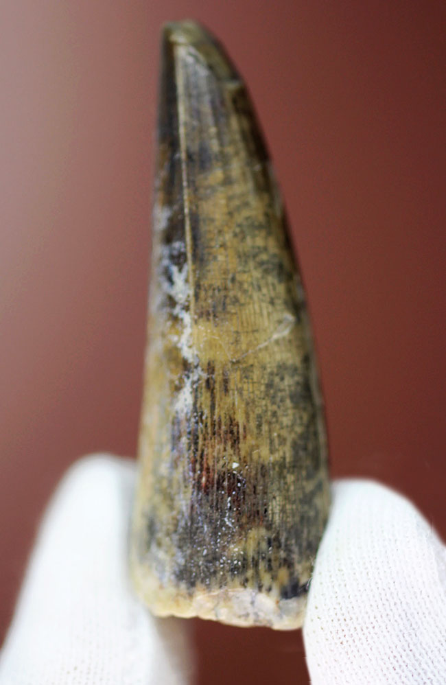 大変勝手ながらビギナーの方はご遠慮ください、恐竜マニア垂涎の品、二