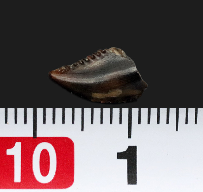 スーパーレア！これ以上望めない、極めて上等なトロオドン（Troodon