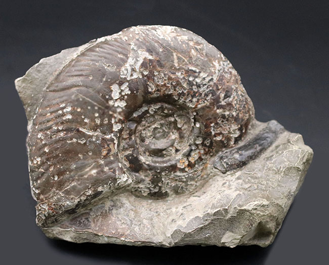 本体14センチオーバー、母岩含め2キログラムオーバー、母岩付き