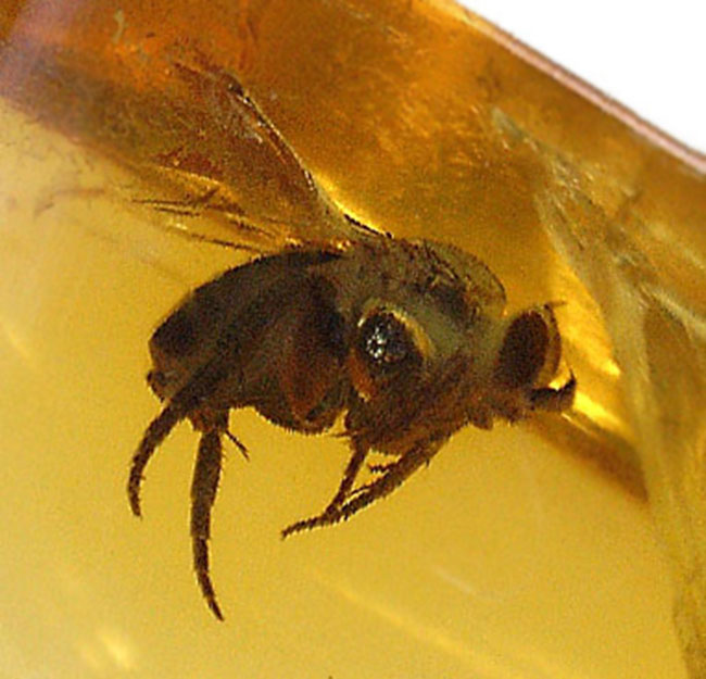 虫入り琥珀コレクター必見！レアなノミバエ科の虫を内包している、