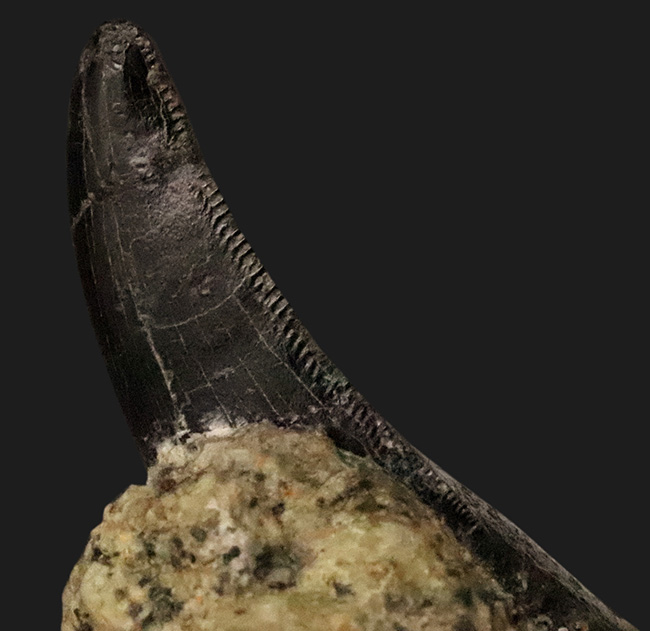 補修2〜3% マダガスカルのラパレントサウルス フットクロウ 爪 化石