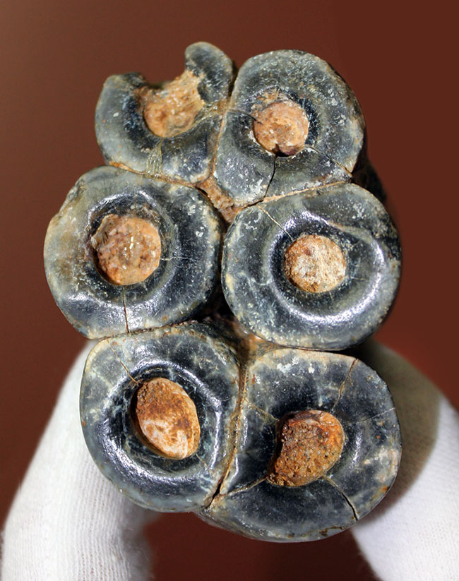 希少 コエロフィシス 化石 歯 本物 ニューメキシコ州産10.05mm fr82