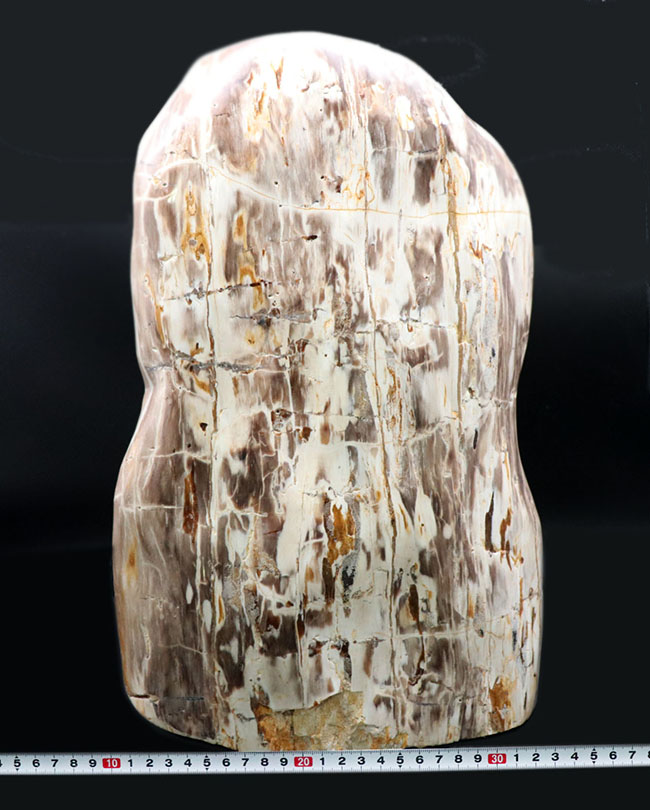 縦40センチ弱、重量16キログラム超えの巨大な珪化木（Petrified