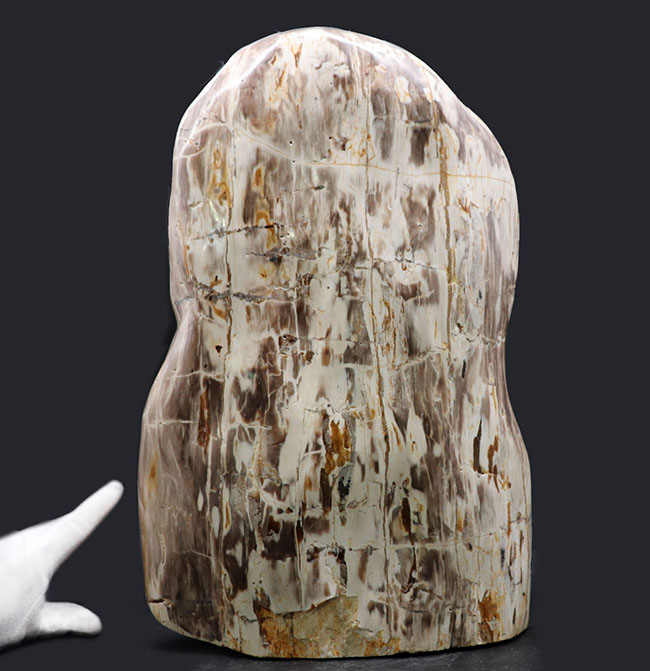 Foil】石化した原野/Petrified Field[ODY]旧枠