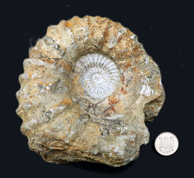 アンモナイト化石 約10cm 黒色 アンモナイト化石 約10cm - メルカリ