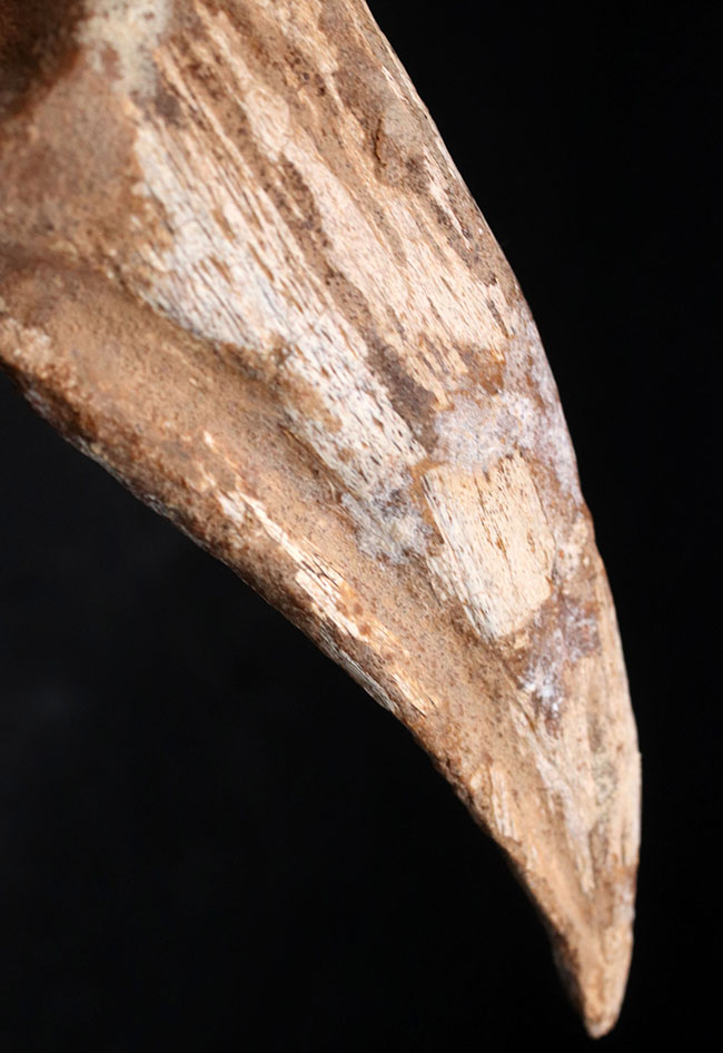 恐竜化石コレクター垂涎のアイテム！どの角度から眺めても完全な保存