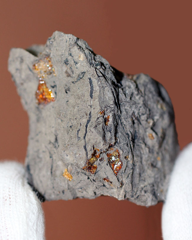 早い者勝ち 標本 虫入り琥珀 樹脂 古第三紀 斬新世 約3000