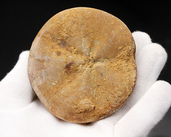 美しい五放射相称！恐竜が大地を闊歩していた時代に棲息していたウニ