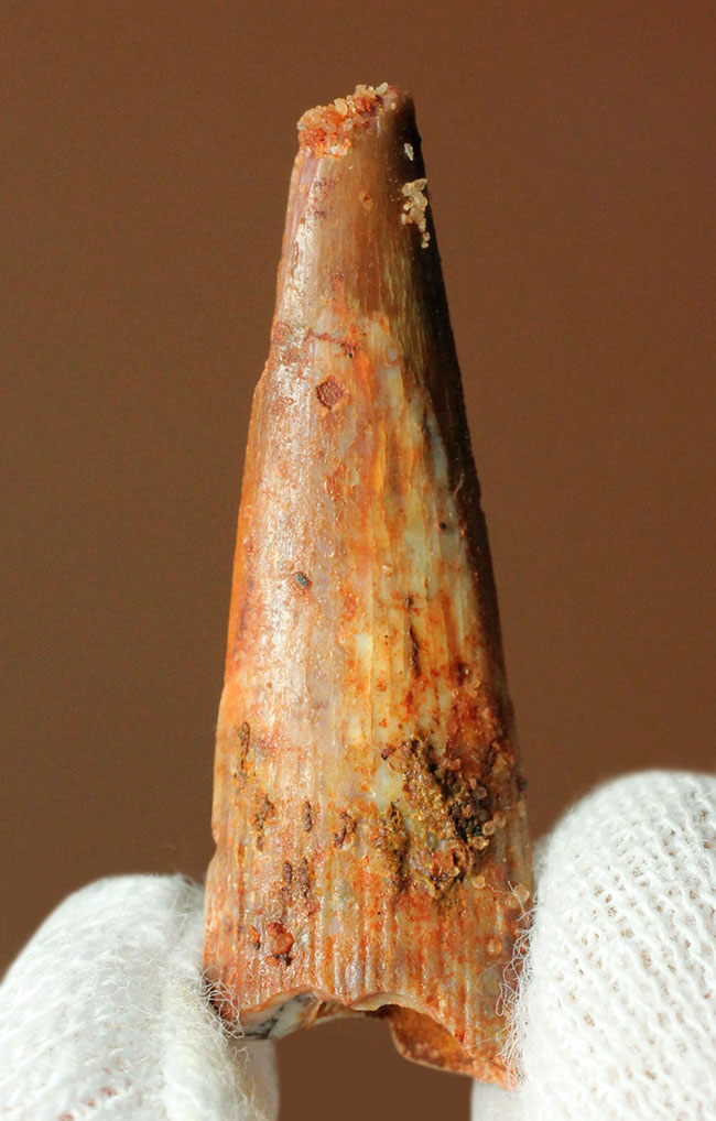 画像・写真：翼竜化石、新種と判明 「日本の翼」と命名―熊本：時事