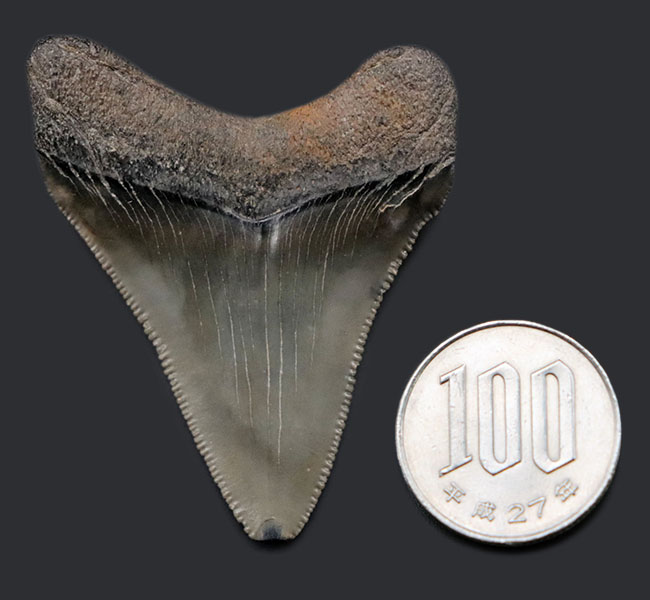メガロドン 歯化石 メガロドンの歯の化石 mgaz5006 | Megalodon-teeth.jp