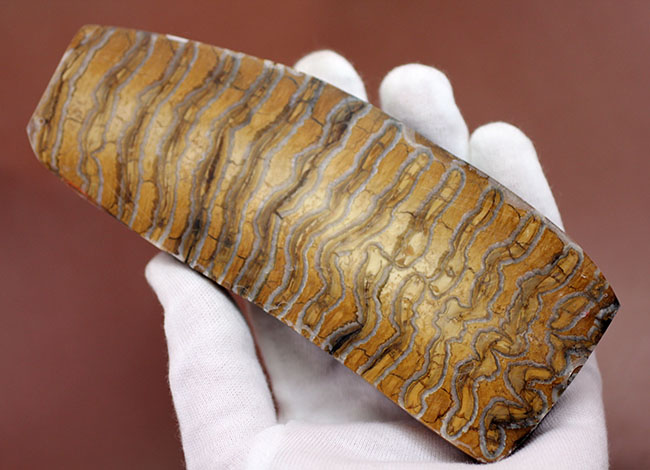 丁寧な光沢仕上げが施されたケナガマンモス（Woolly Mammoth）の臼歯の