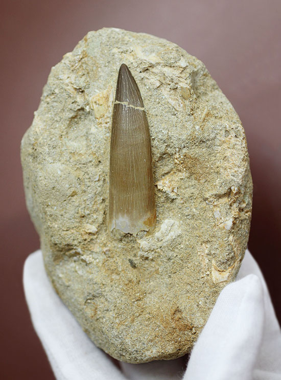 乱喰歯の鋭さを堪能！抜群の角度で自立展示する、エラスモサウルスの