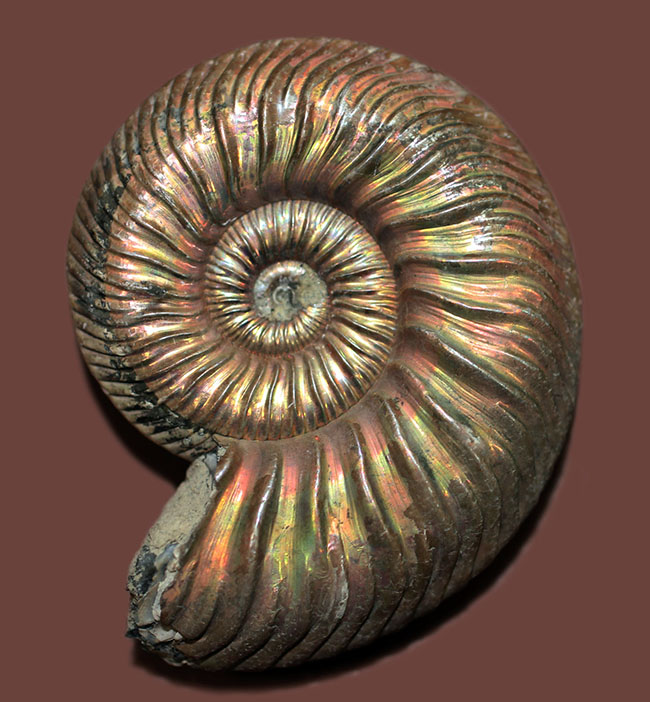 アンモナイト [AM356] クエンステッドトセラス 2024 アンモナイト