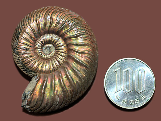 直径48ミリ、大きい！ロシア産遊色アンモナイト、クエンステッドト